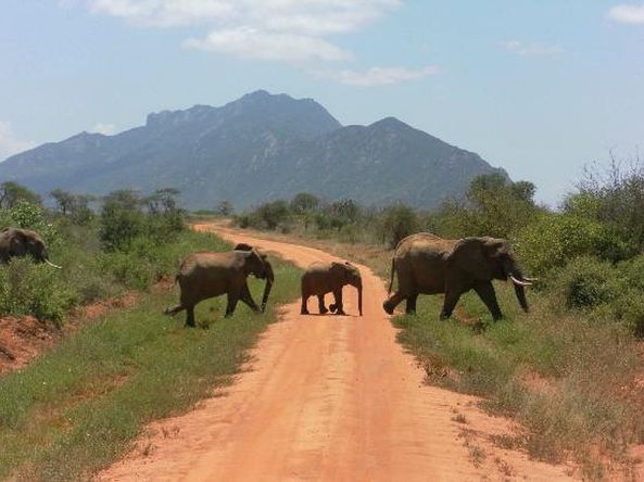 Elefanten auf dem Weg.