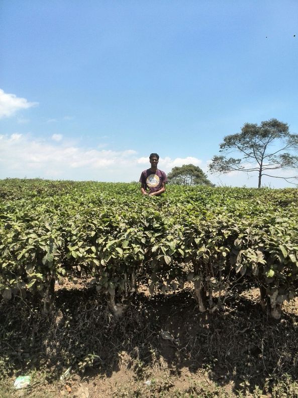 Ich pflücke Tee in Indonesien ;)